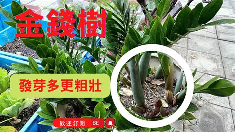 金錢樹移植|金錢樹繁殖全攻略：簡單易行的扦插與分株技巧 – 植物盆栽綠寶典